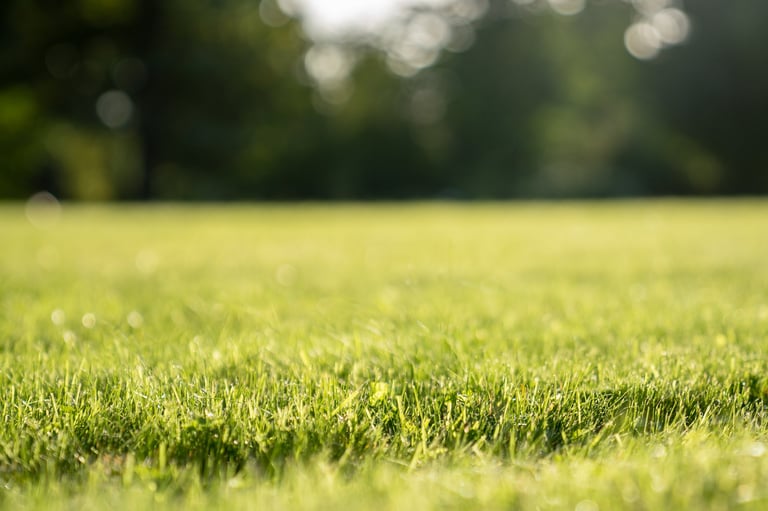 Freshly mowed lawn with stripes