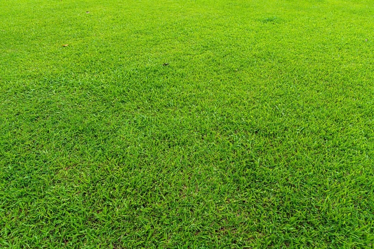 Top view of green grass lawn pattern