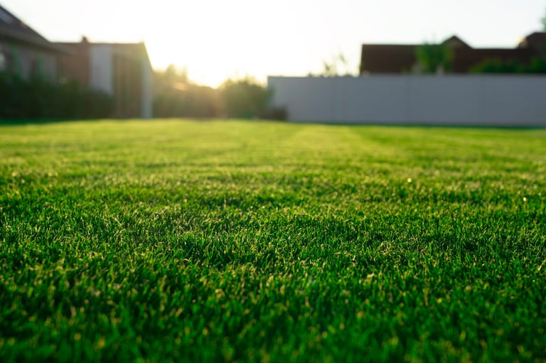 Home backyard with green grass and sunrays