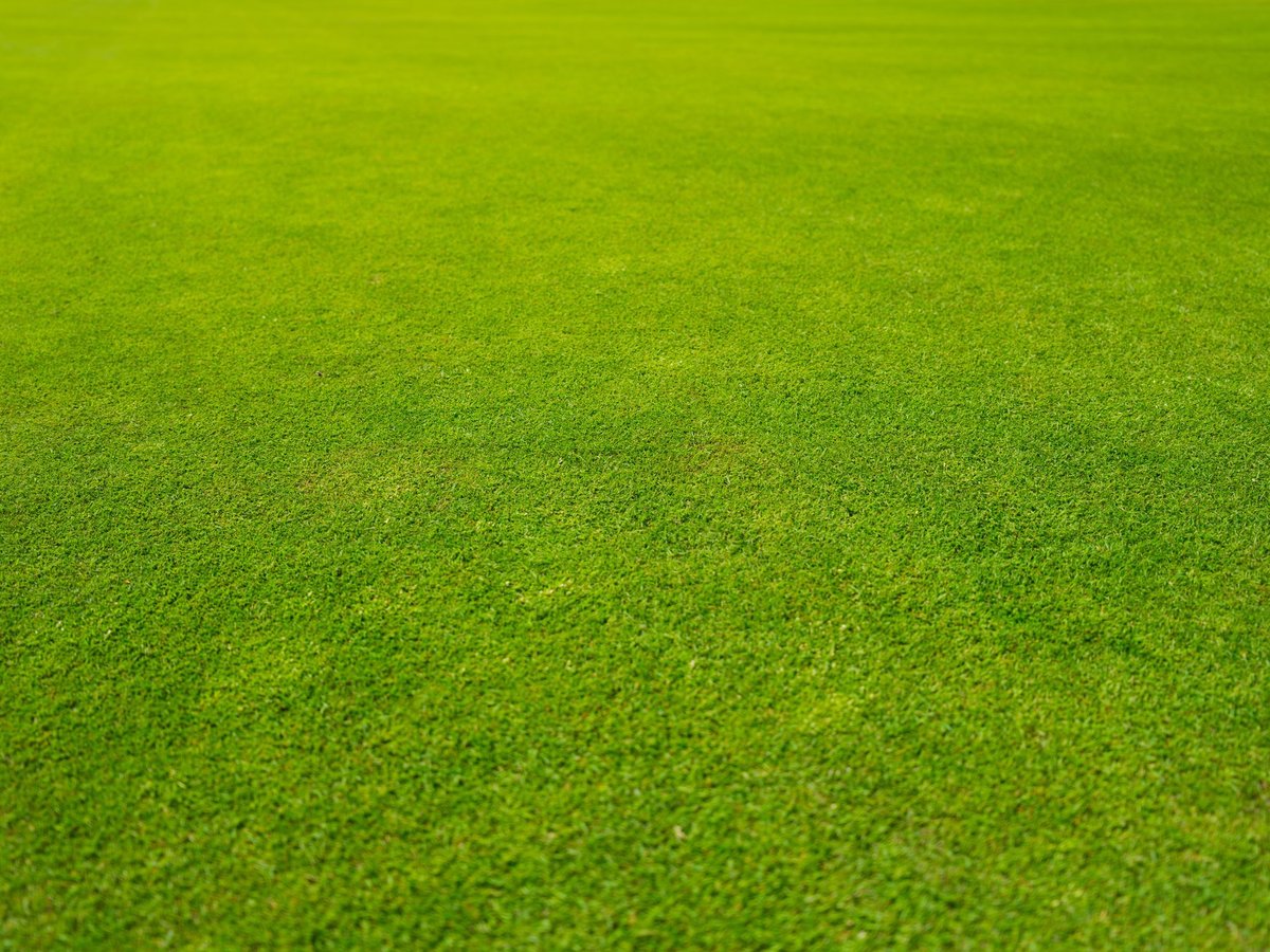 Perfectly manicured lawn